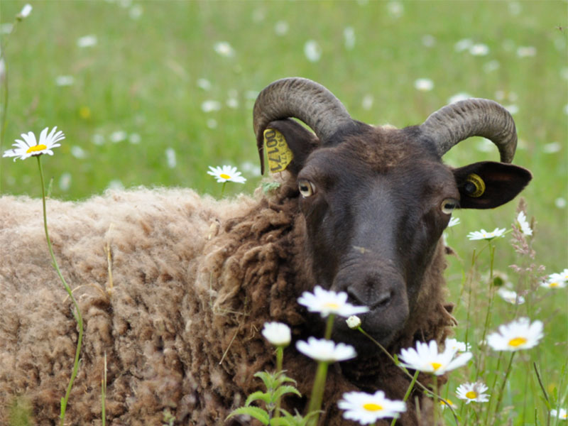 Parrainer un mouton